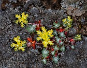 Sedum spathulifolium - Stonecrop 19-2777a